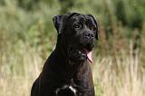 CANE CORSO 859